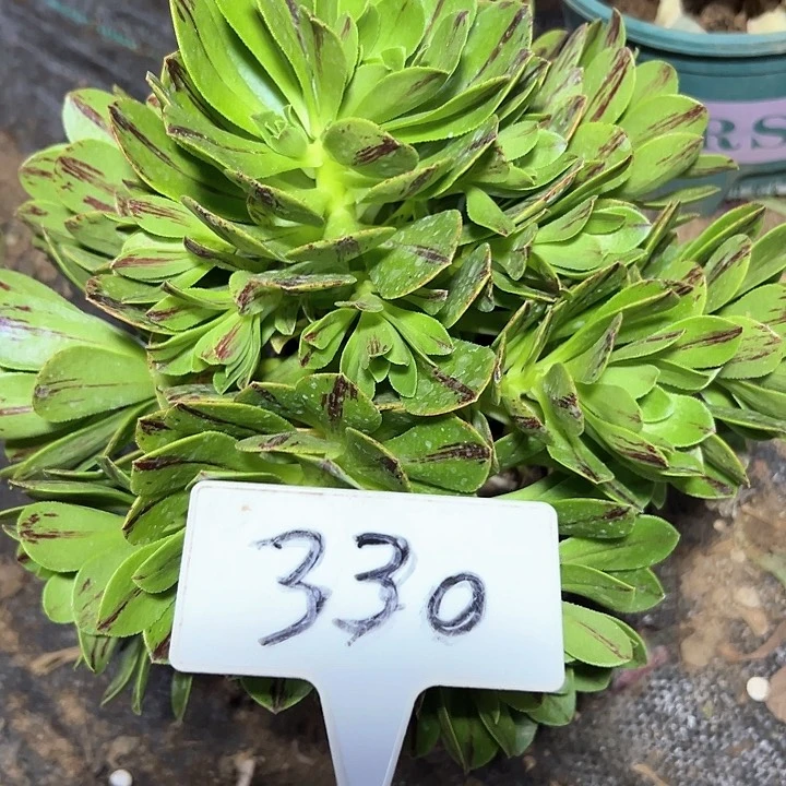 多肉植物必火法师