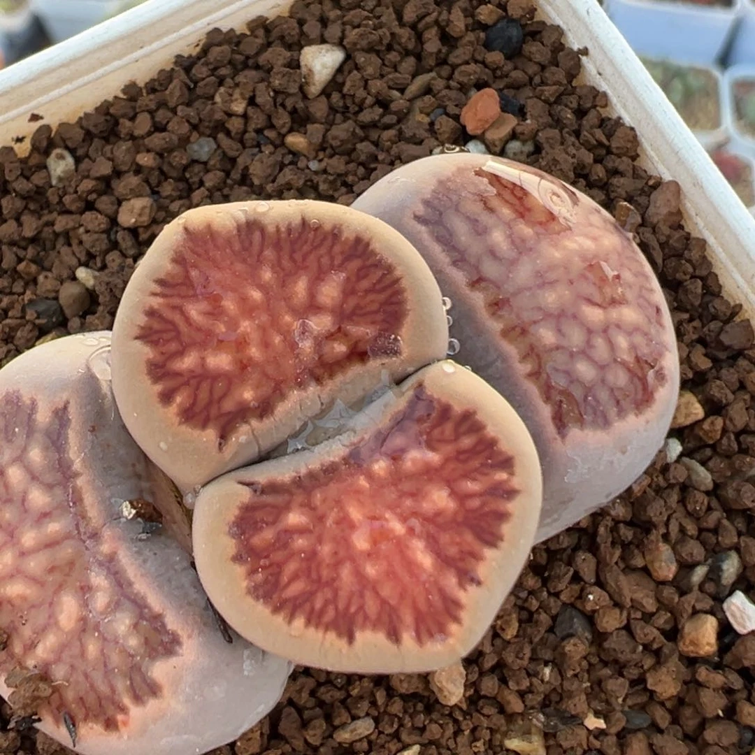 16多肉植物百科名片