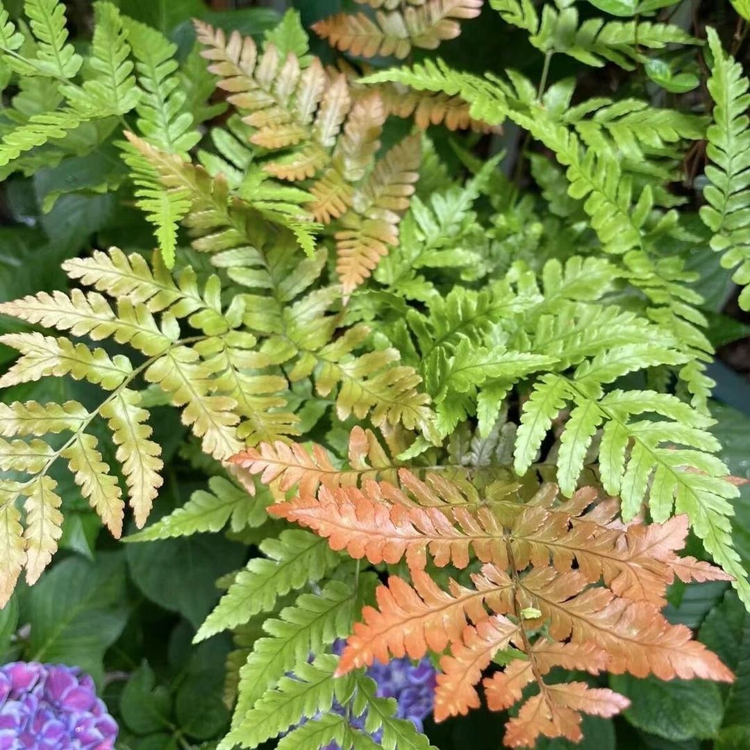 蕨类植物铁线蕨波士顿蕨驱蚊室内盆栽四季常青植物净化空气