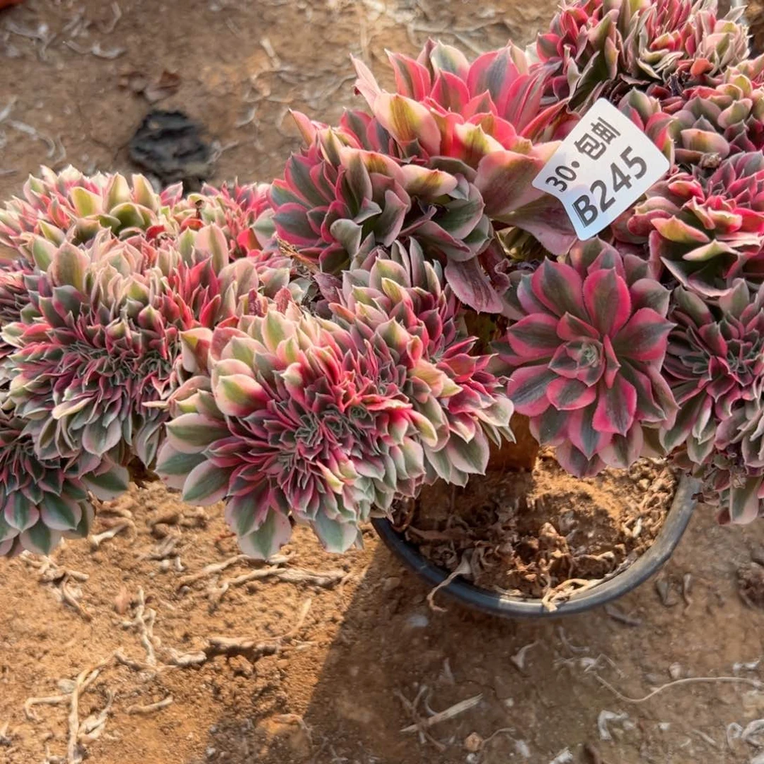 245 处理多肉侧枝不断枝