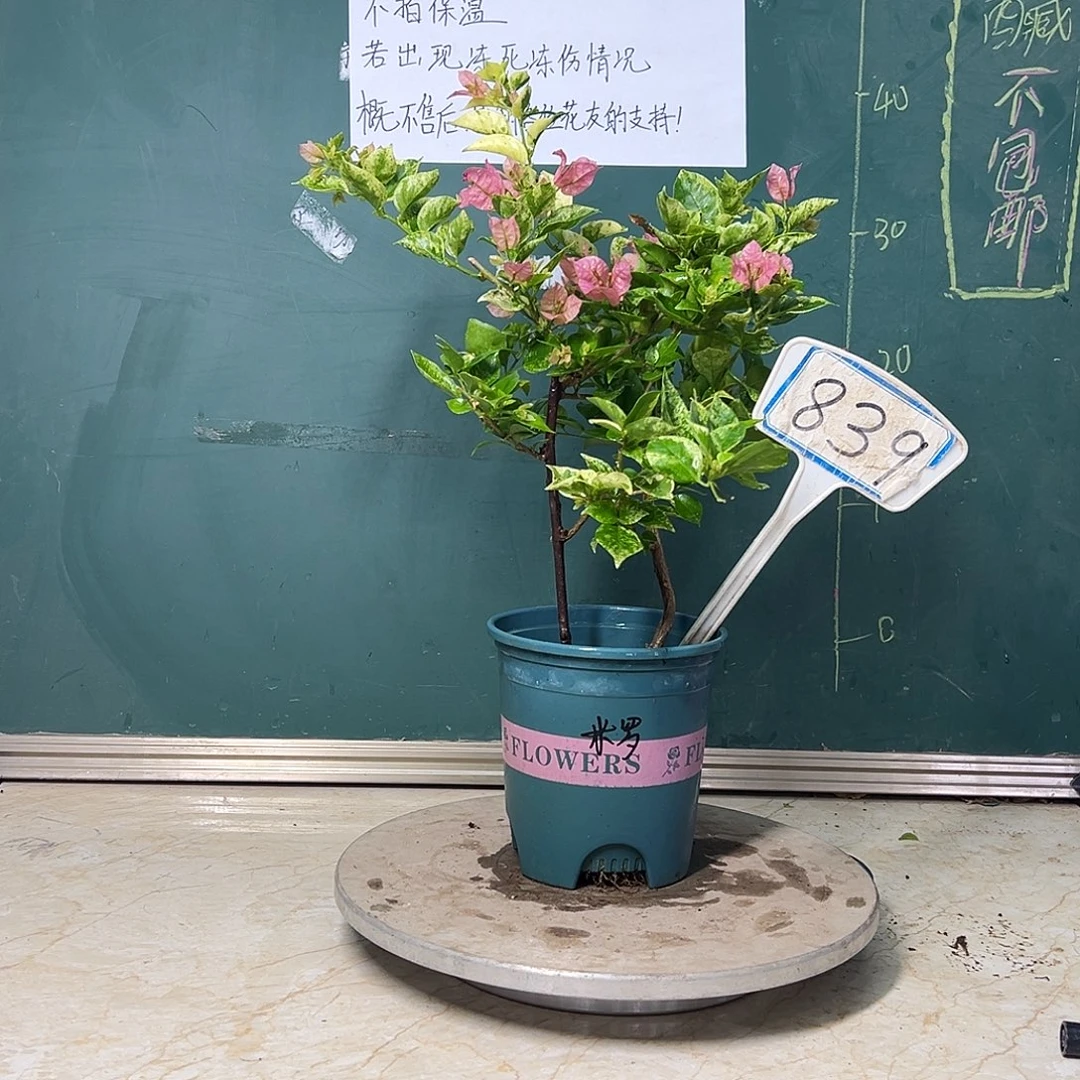 完全开放 双杆 斑叶米罗  839