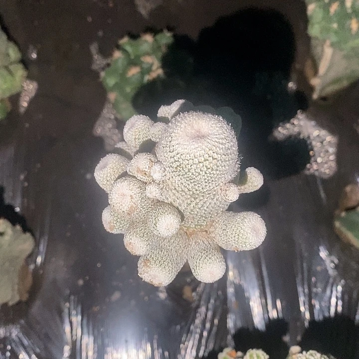 三角接小人帽群体