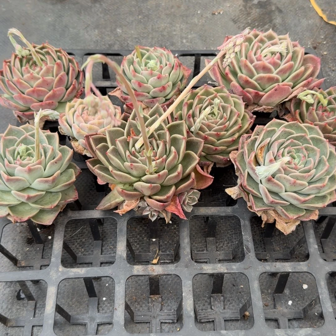 宽叶麦秆绿菜十八颗量拍18-39