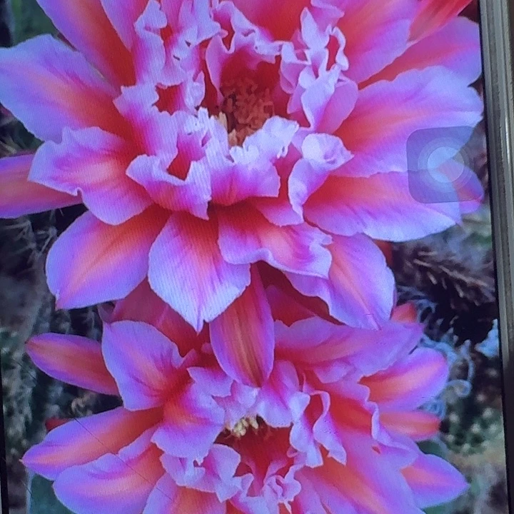 城堡侧芽5公分左右毛花柱（20包邮）