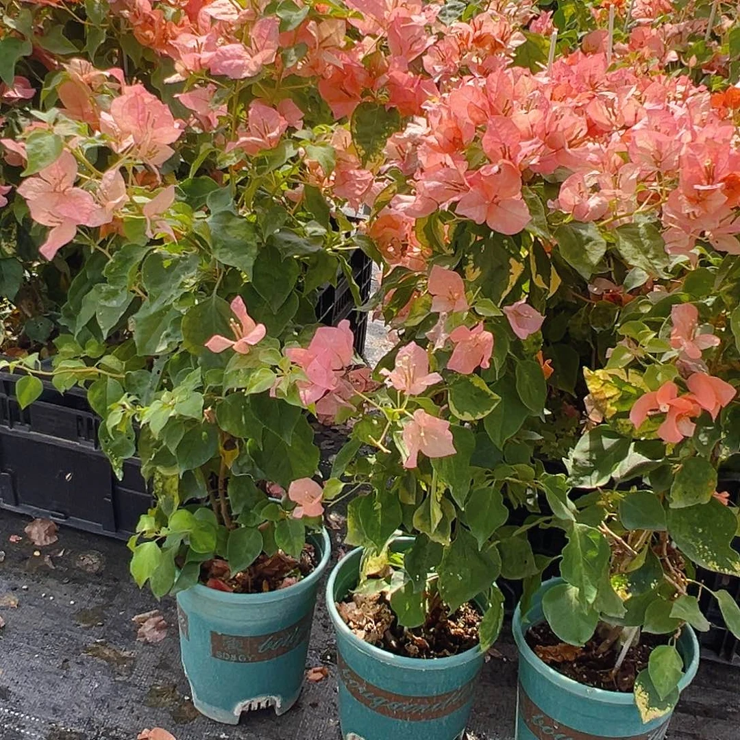 当前无花栽培后可以开花橙九月带竹一棵