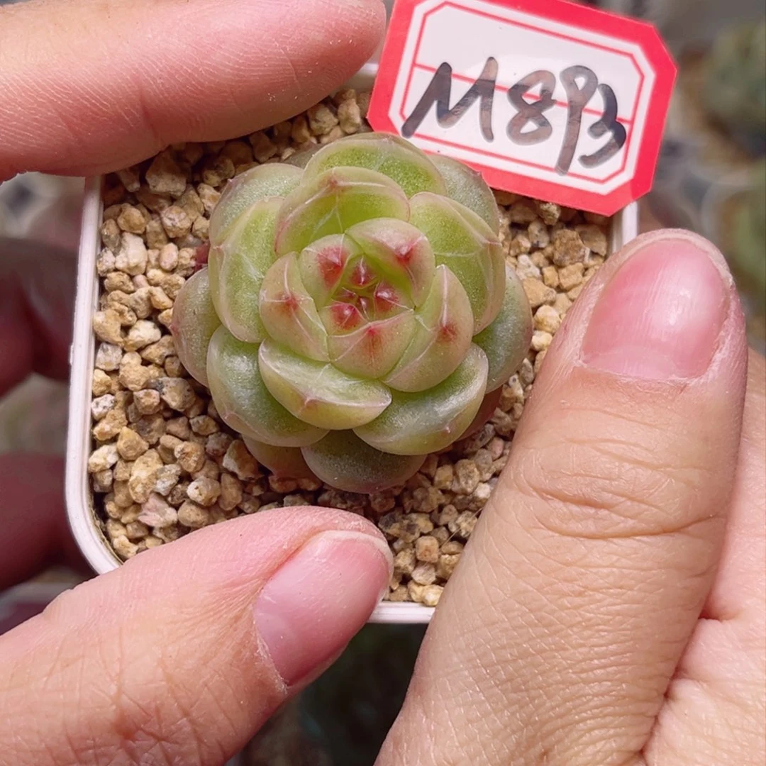 M893 一物一拍 精选孤品珍妮