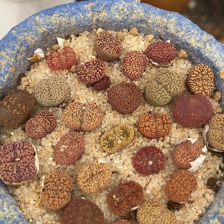 编号勋章一颗