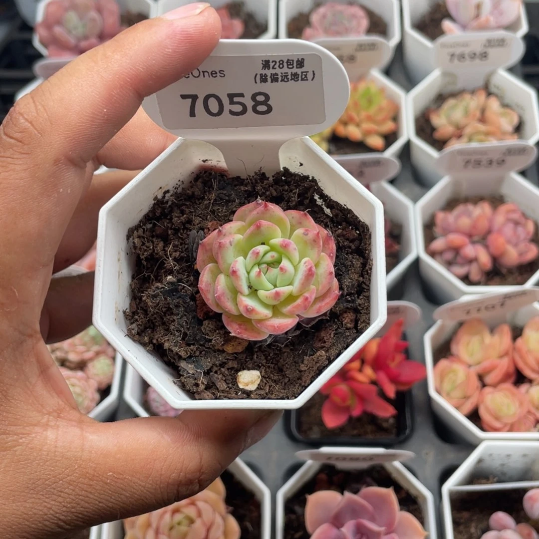 7058海棠花3.0厘米