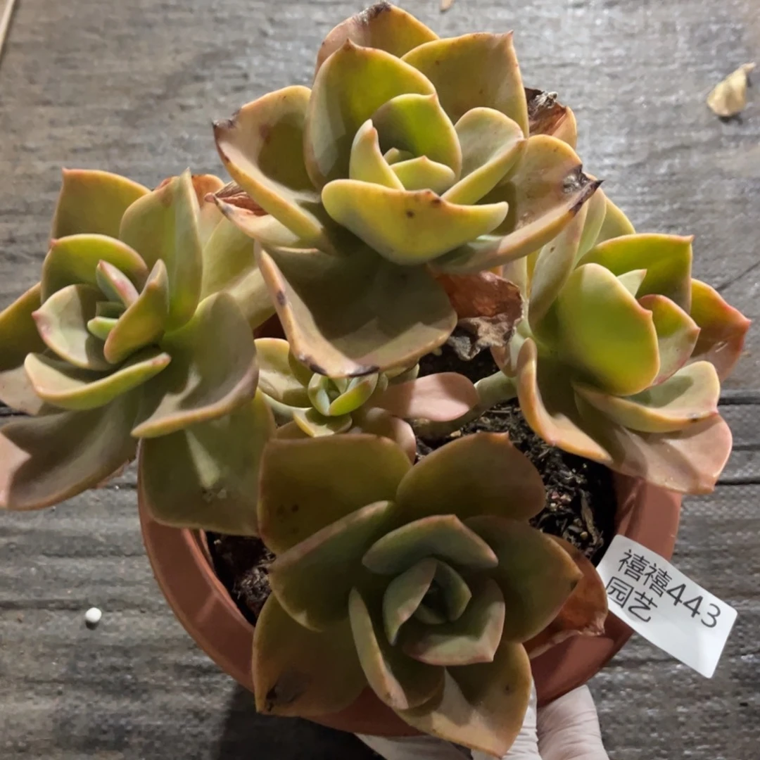 是***呀443贺氏多肉植物……