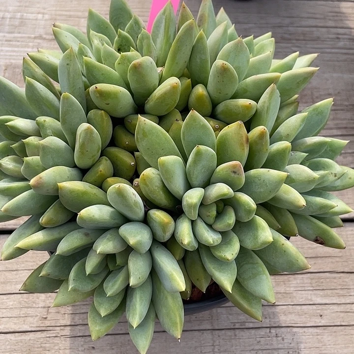 红象牙多肉植物群生990