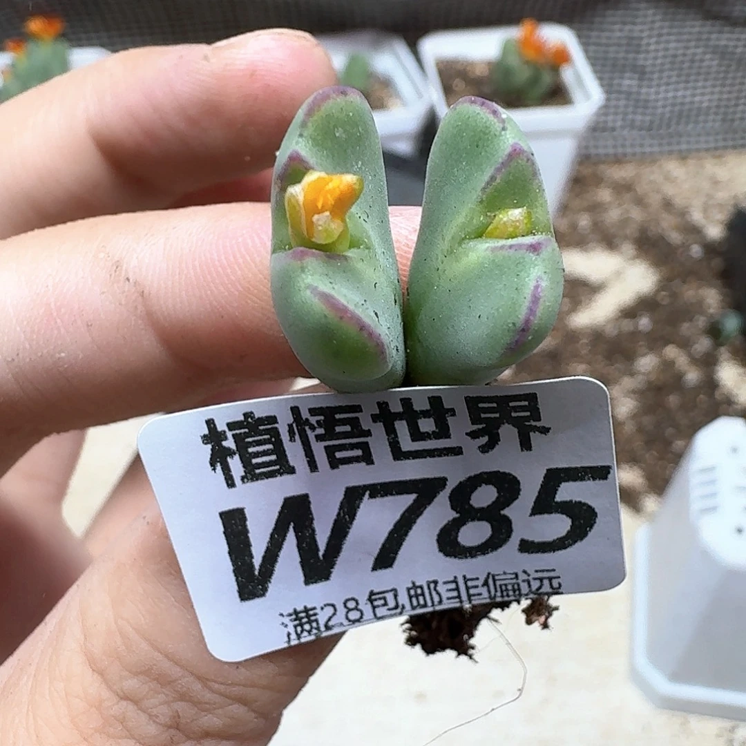 多肉植物的润泽fgb