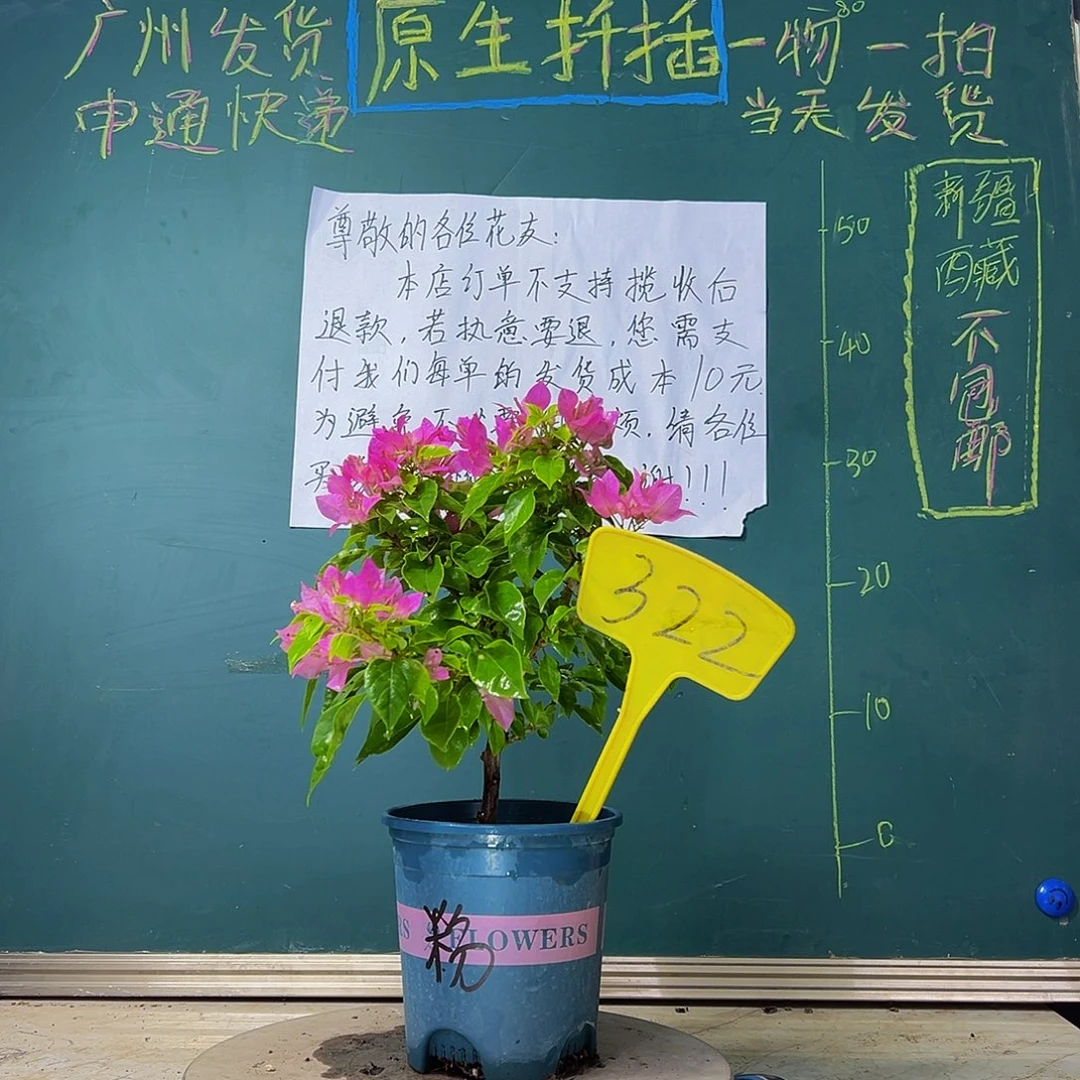 当前无花栽培后可以开花粉狐狸322