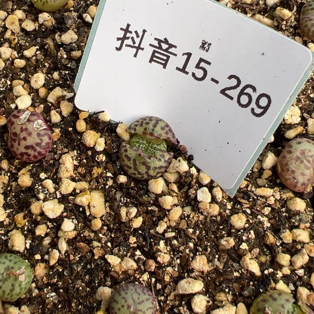 15-269量拍泡泡安贞一颗