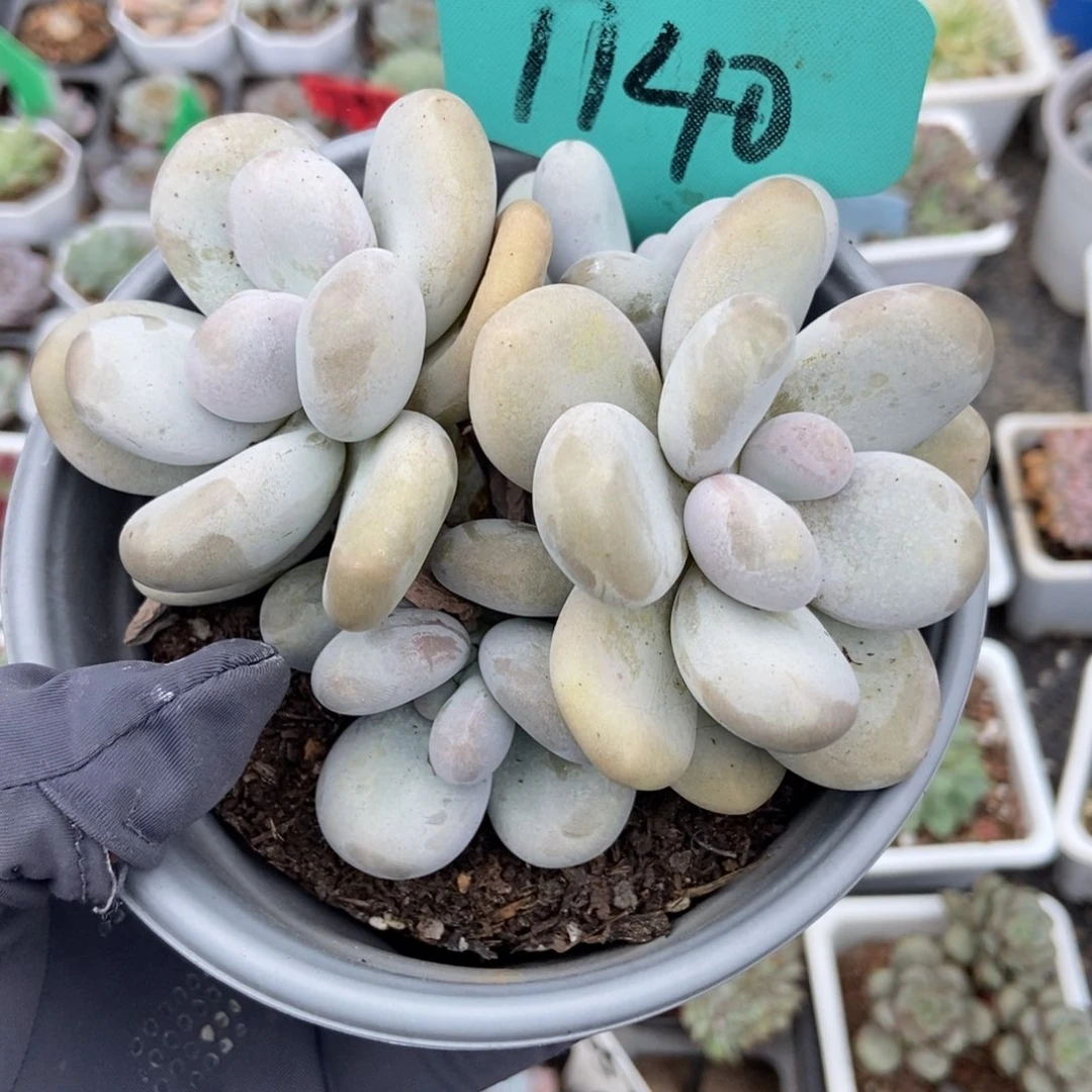 1140奶酪多肉植物多肉