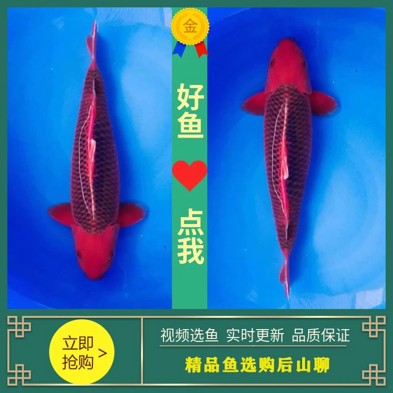 【一物一拍】锦鲤观赏鱼直播间报价产品专用链接鱼锦鲤鱼大鱼观赏鱼