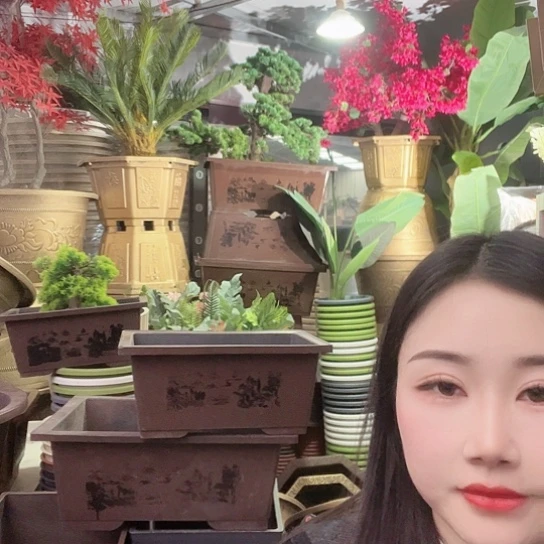 复合盆景50盆4个有孔