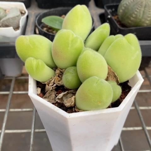 大毛翠滴群7仙人球