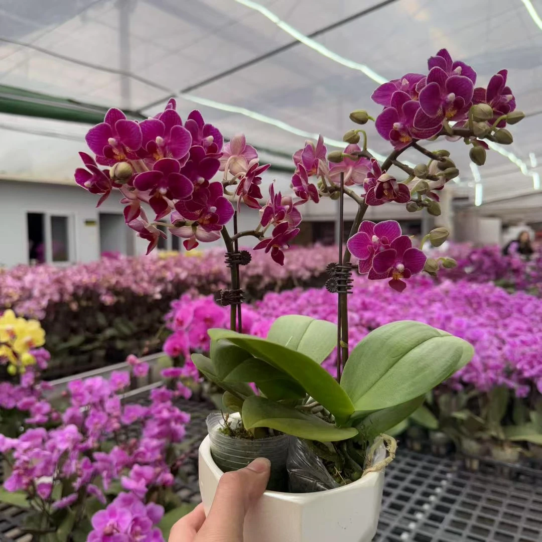 [小红花01]蝴蝶兰室内花卉