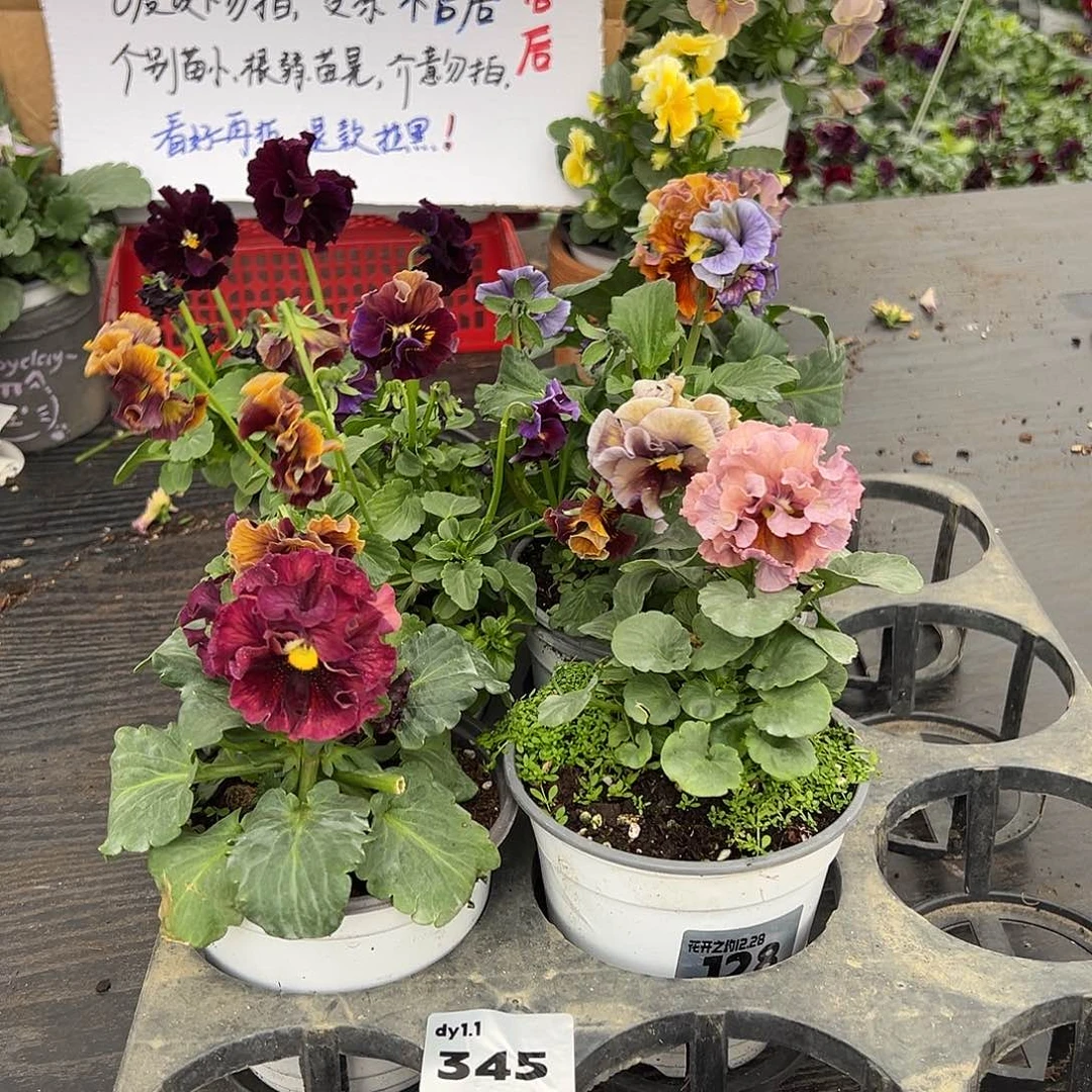 大部分花苞少量开放345号