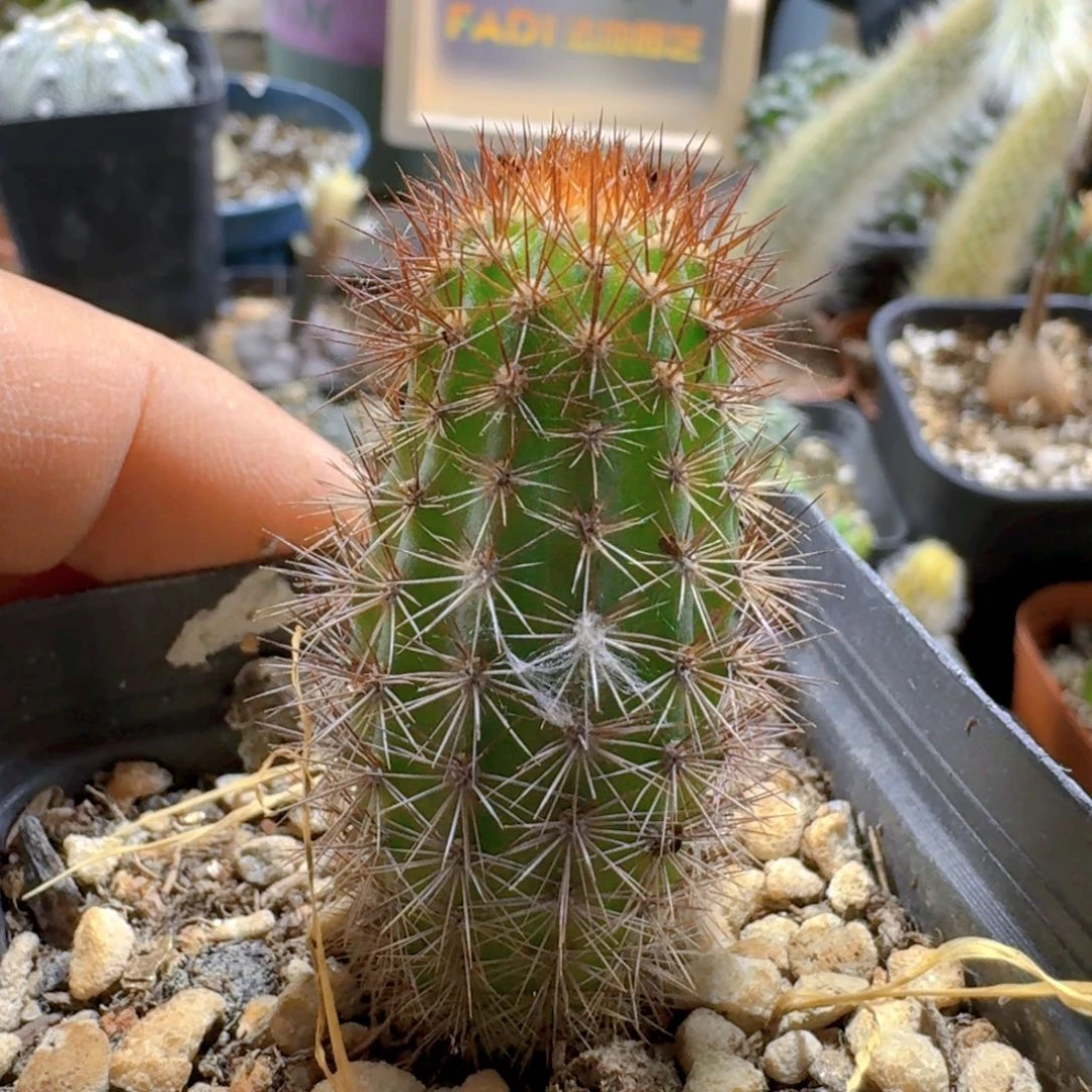 420金妞脱土发货