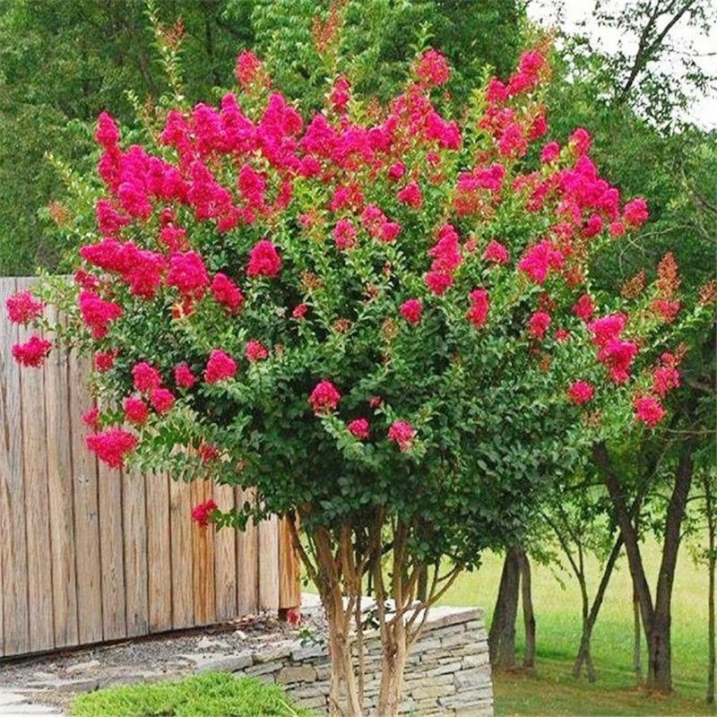 紫薇树苗红火箭天鹅绒庭院四季盆栽绿化工程百日红室外绿植耐寒