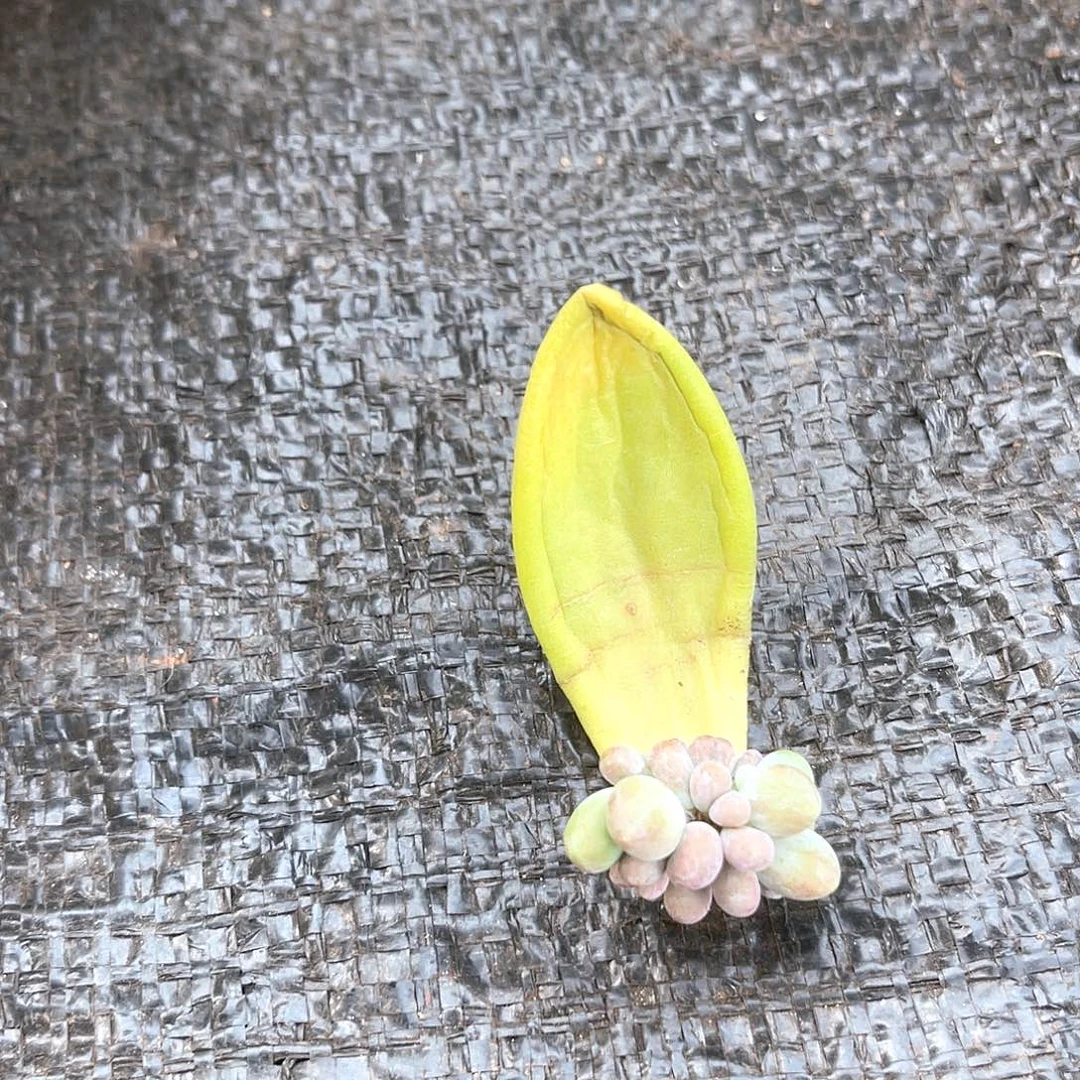 往***回十级福利大群无砍不售后