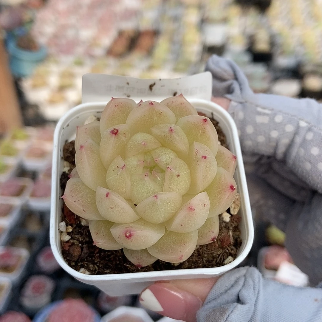 金泰家多肉，柠檬灯泡一物一拍