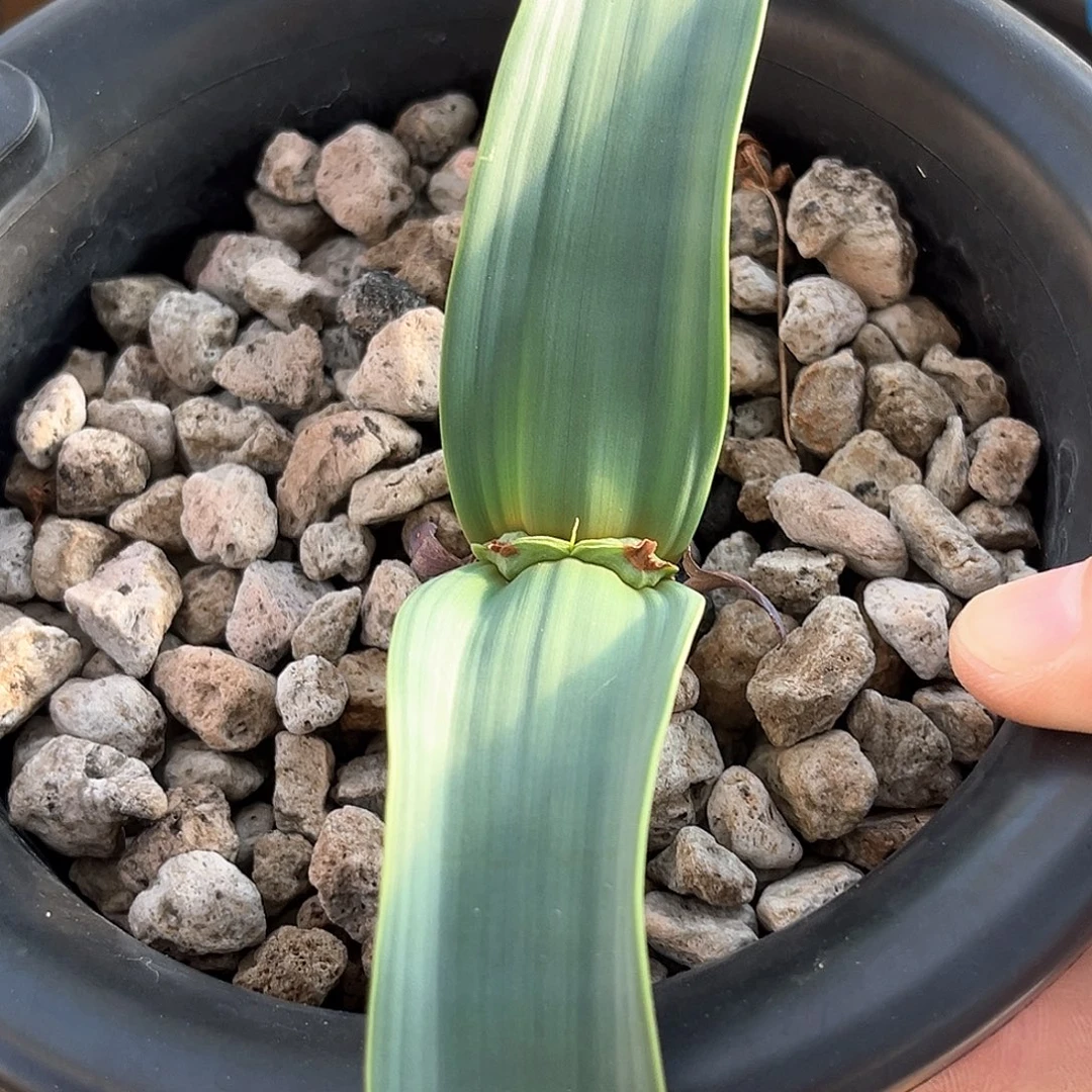 潮流植物百岁兰，宽叶，12