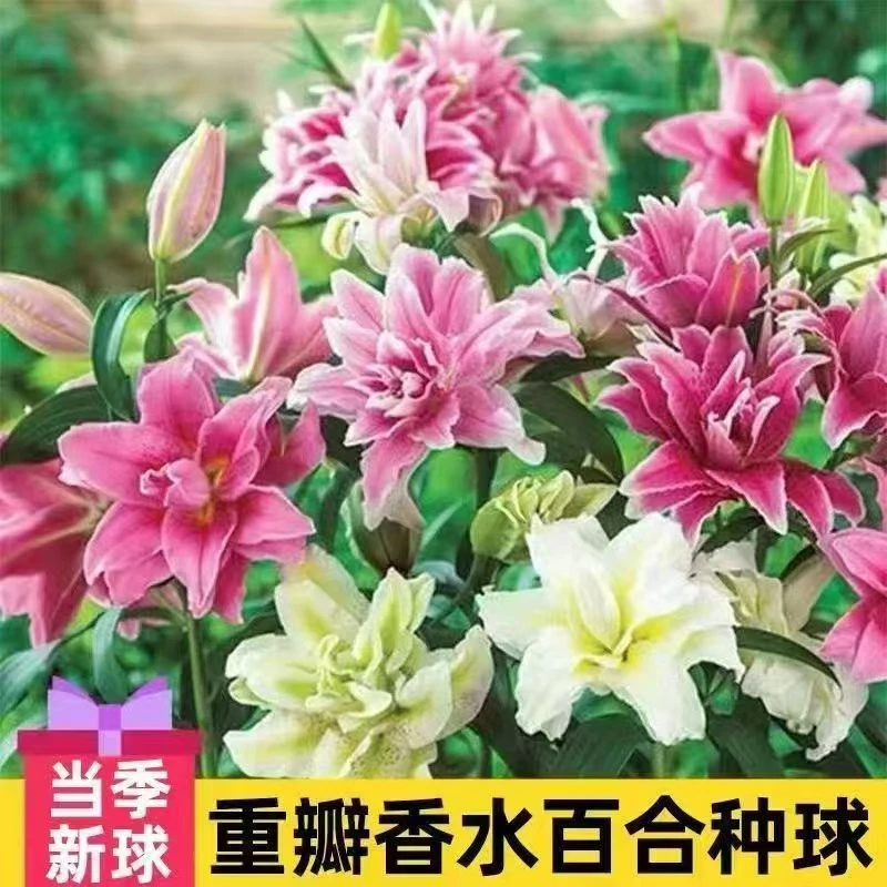 【百合种球】混色香水百合四季种植阳台盆栽庭园地栽好种植耐寒耐热