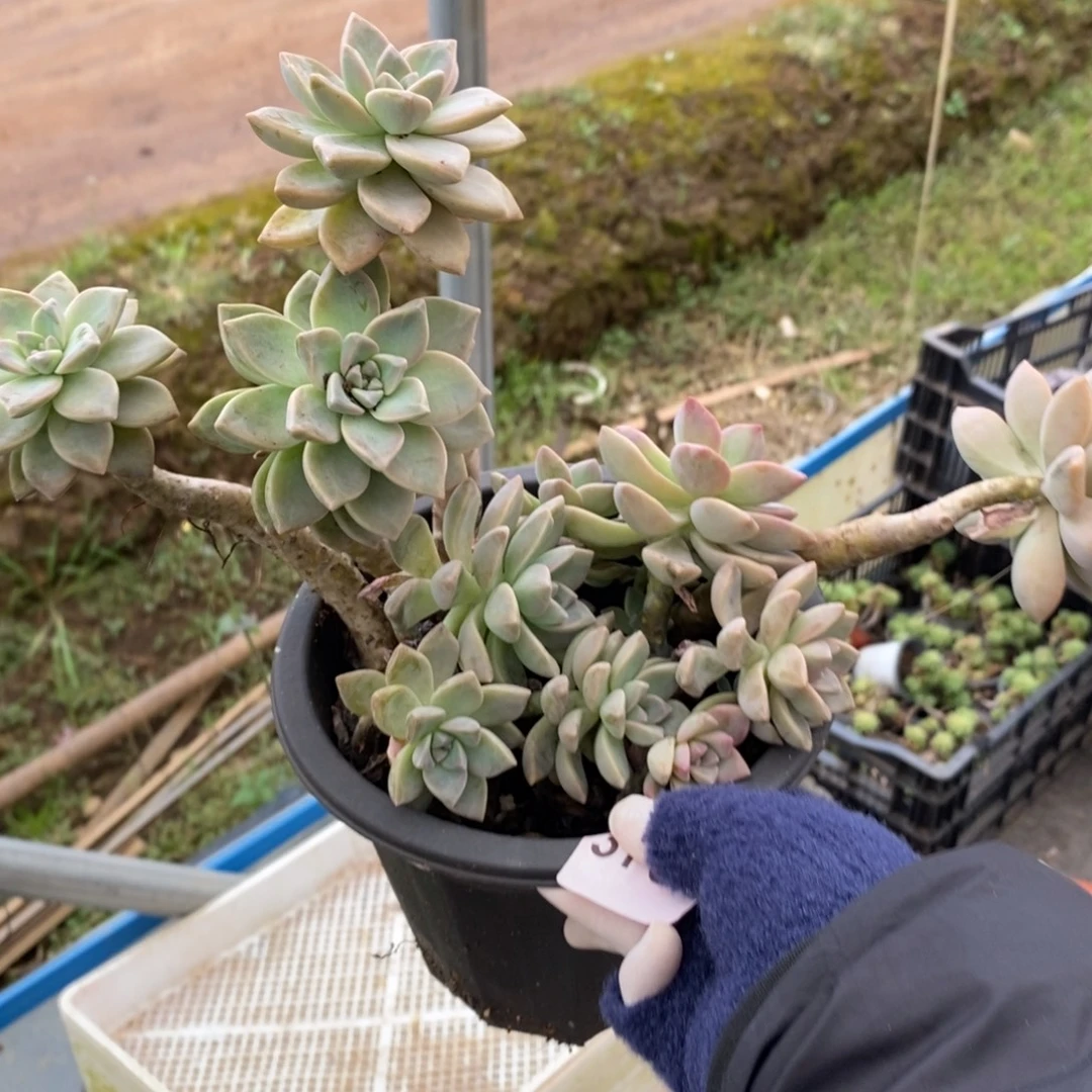 3796淡雪老桩一物一拍