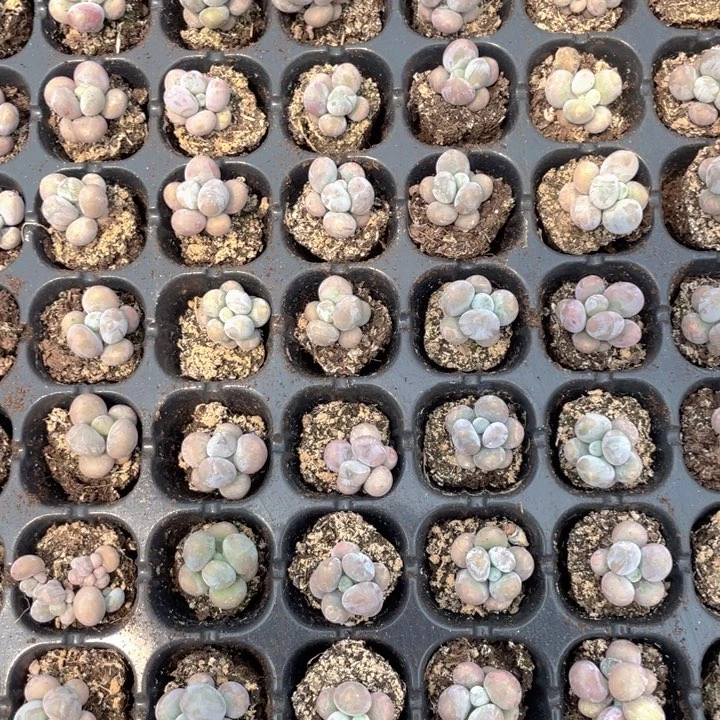 9.9元10颗包邮套餐