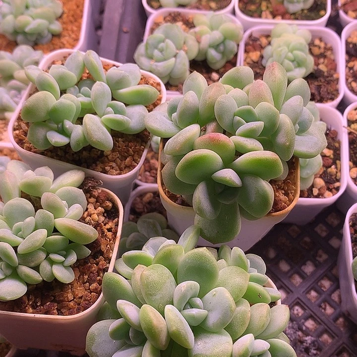 骑****多肉植物一物一拍