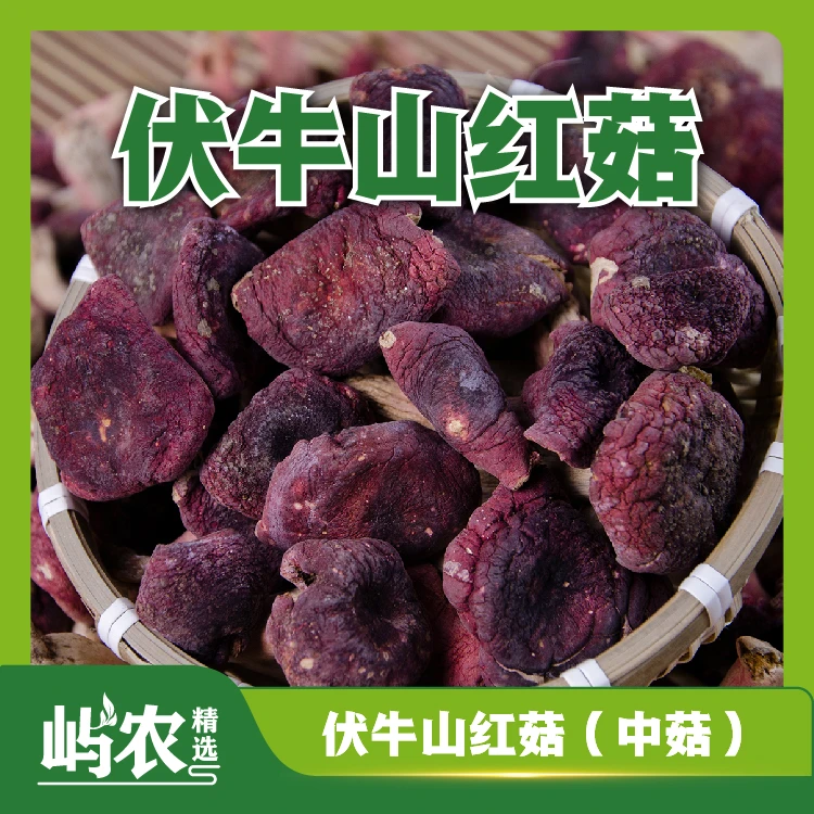【中菇】2025伏牛山当季月子菇女性菇自然深山原味特产营养天然