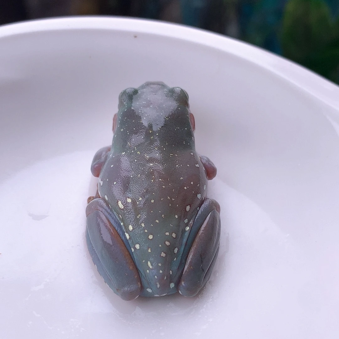老爷树蛙14号精品超蓝天花板，暴雪推荐，仅此一只