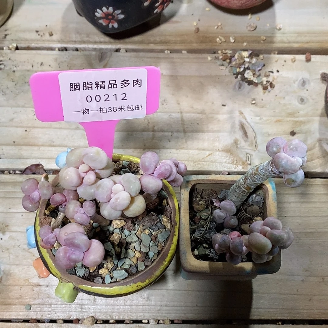 00212，额我咯木架咯