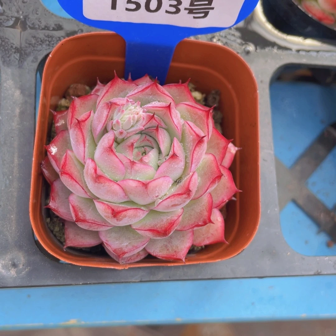 1503号 边线女王单头一个m