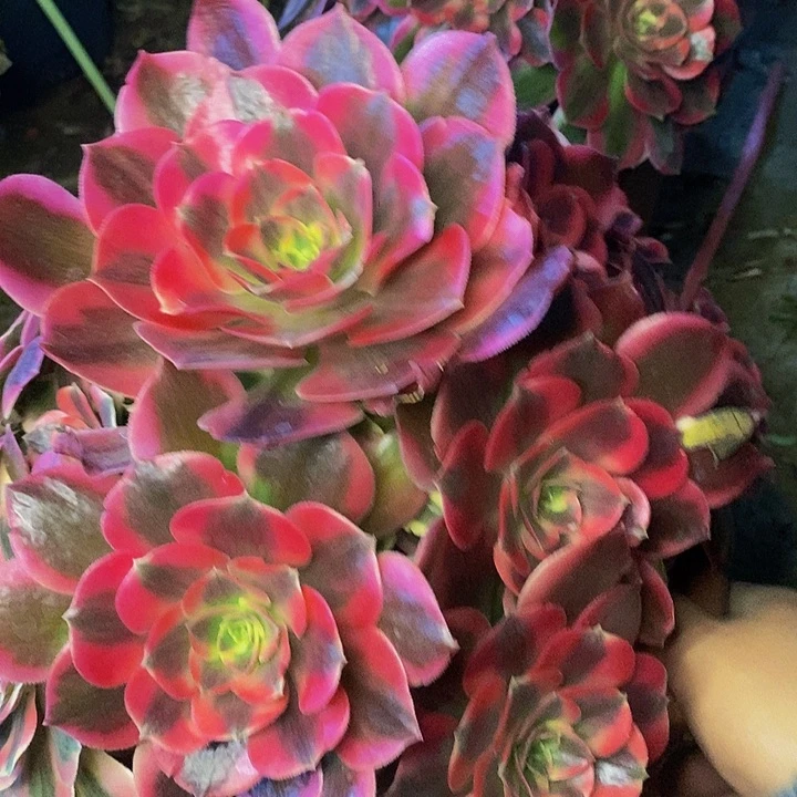 多肉植法师一个40号