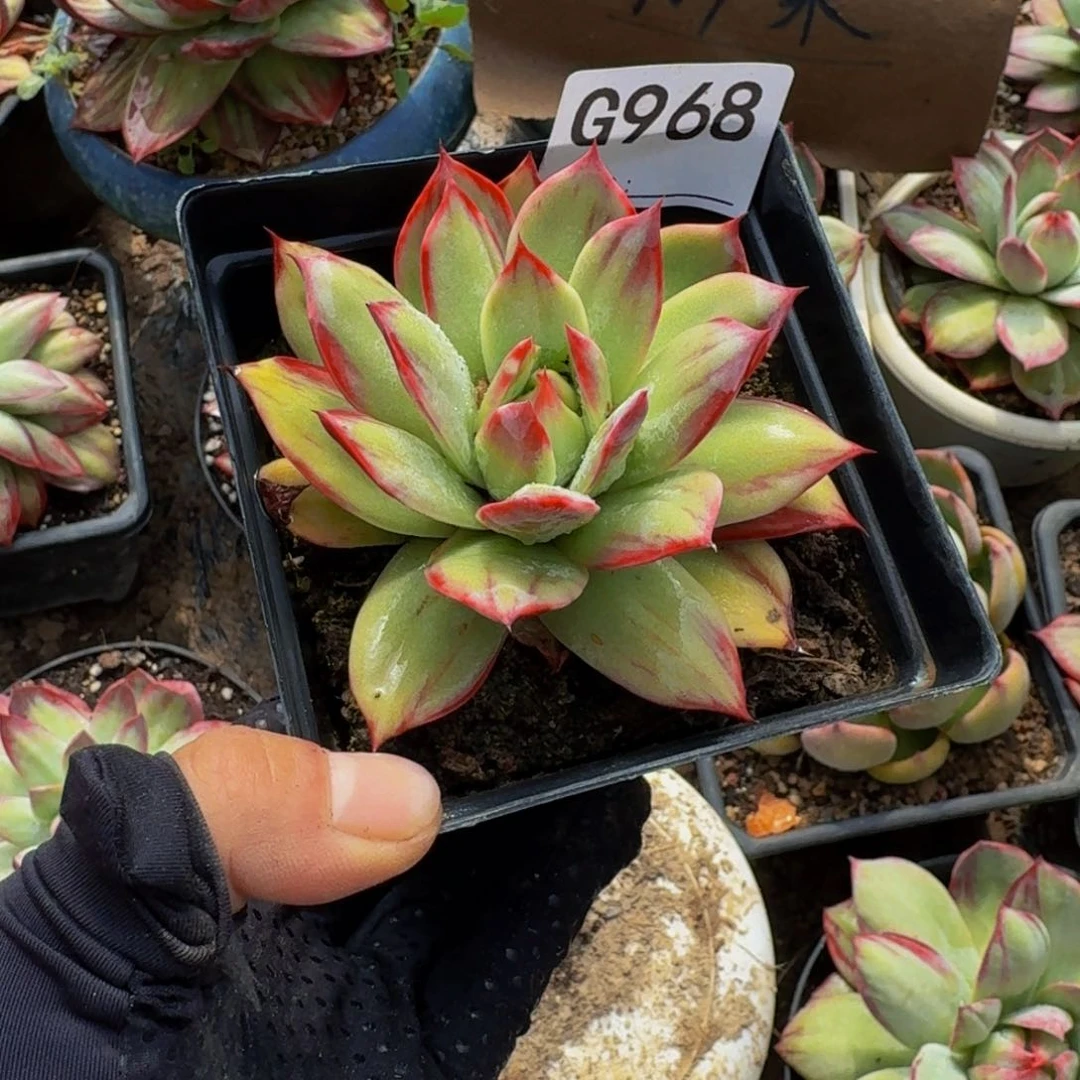 惊鸿仙子 968..........