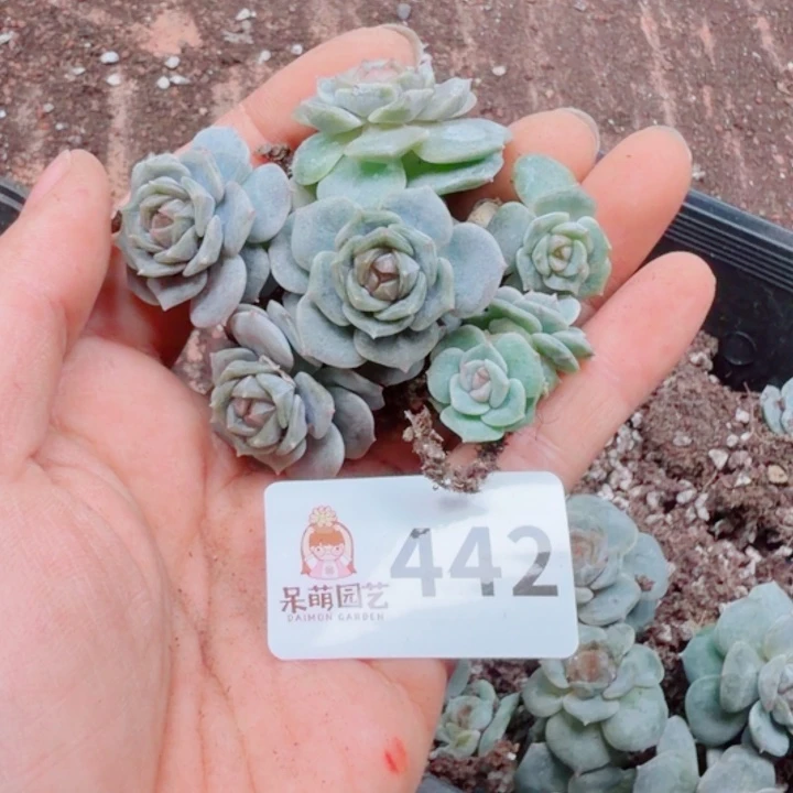 多肉植物多肉植物