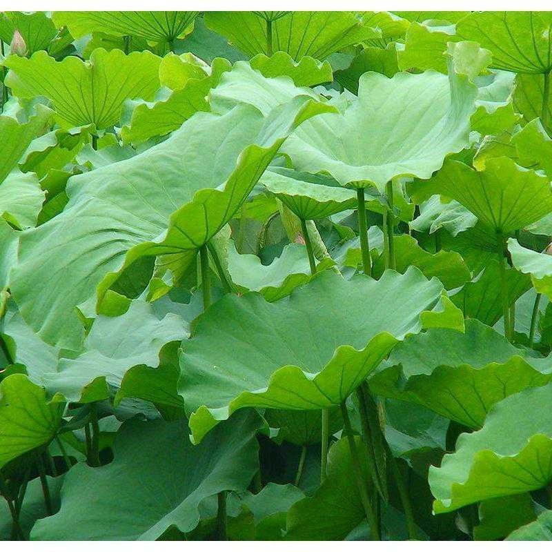 2025新鲜荷叶整张现摘荷叶可做荷叶包饭包鸡包排骨12张