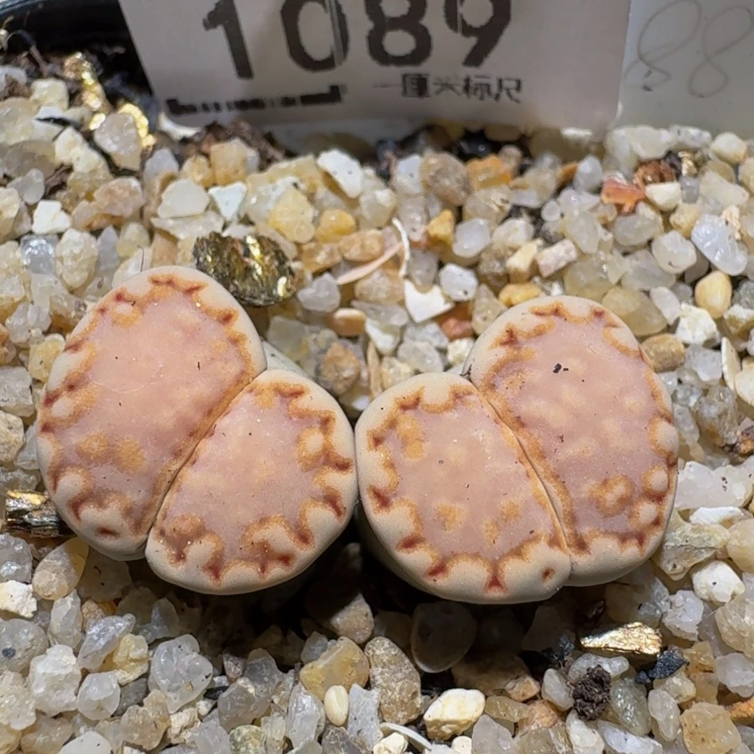 zzzz生石肉锥1089