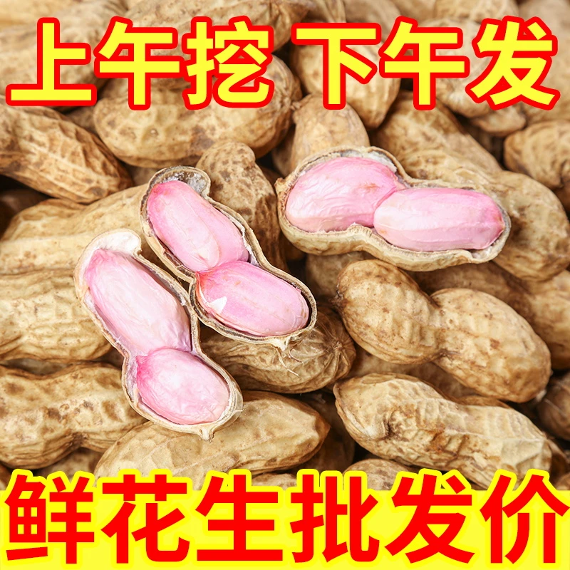 新鲜花生当季新鲜湿花生农家自种手工筛选现挖现发可水煮花生带壳