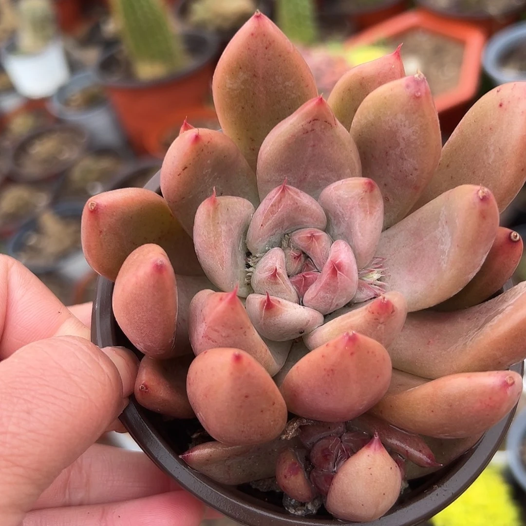 多肉植物婚钻单头