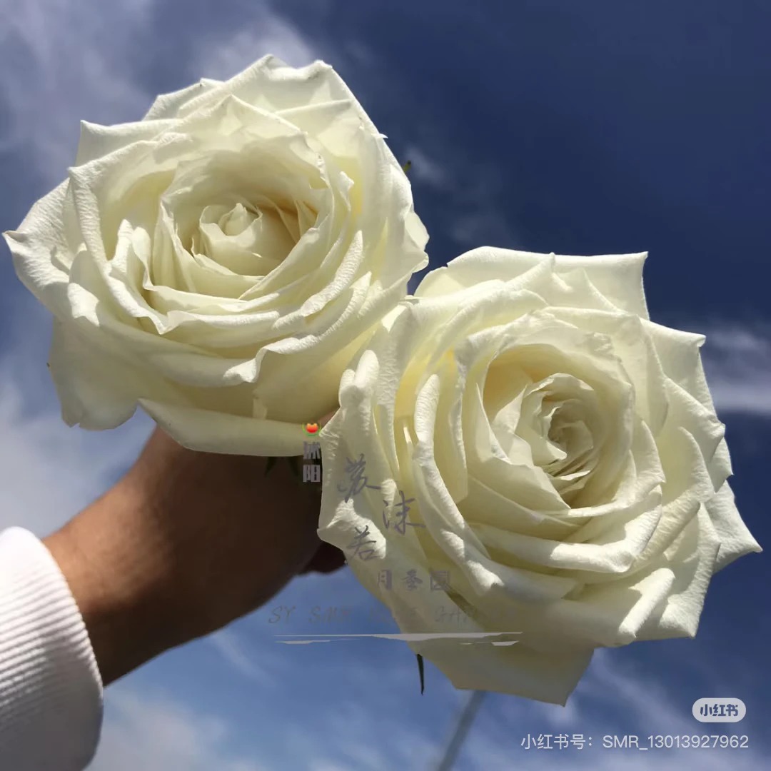 （白雪皑皑）白色高杯切花月季玫瑰盆栽耐寒耐热植物花卉绿植