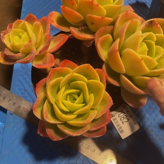 香****常星娜塔7082多肉