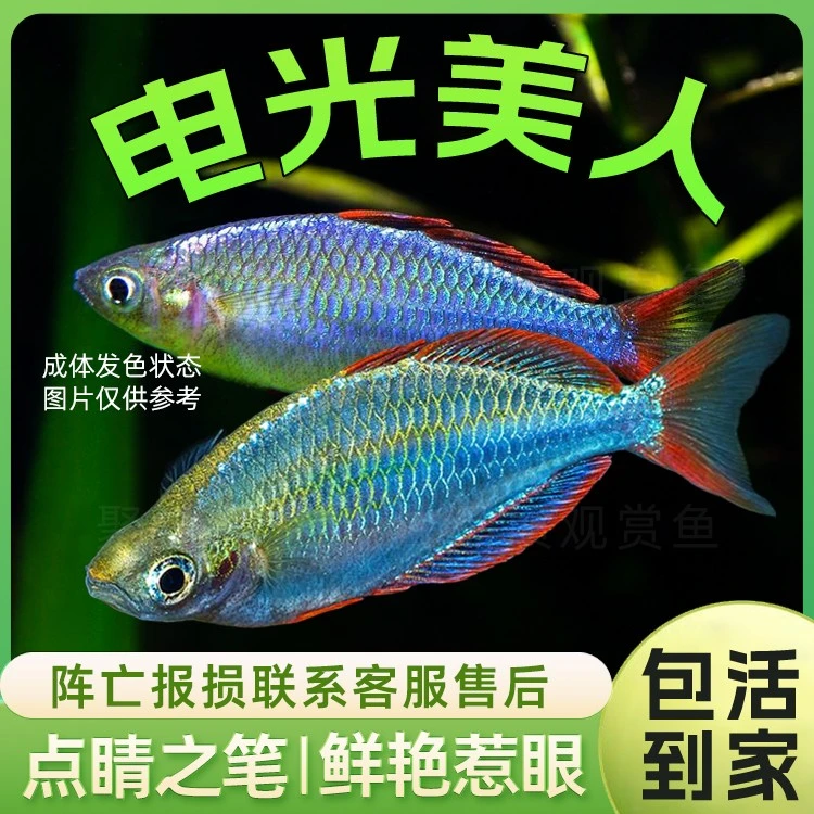电光美人鱼 热带观赏淡水草缸小型美人球彩虹鱼活体