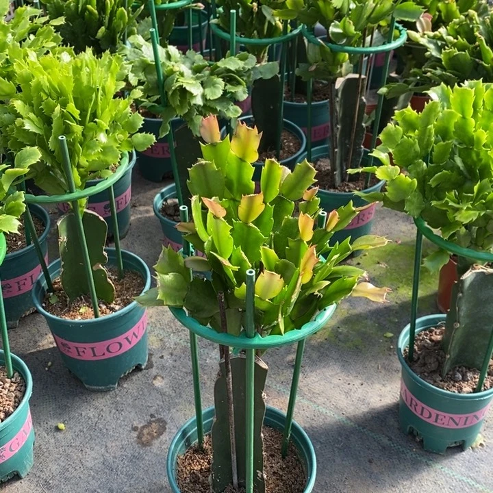 当前无花栽培后可以开花768嫁接085