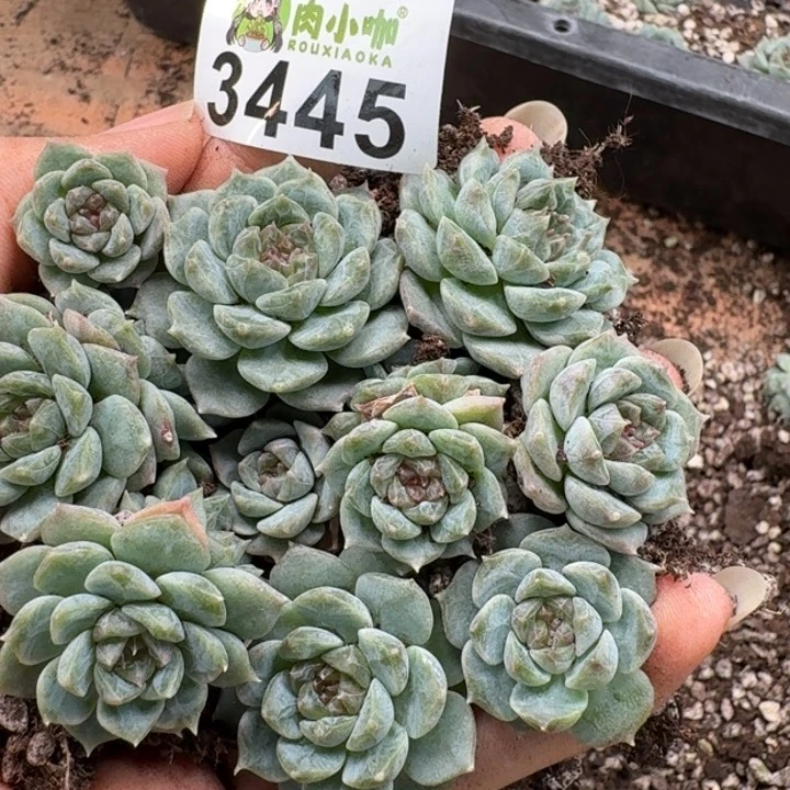 无花朵多肉植物多肉植物