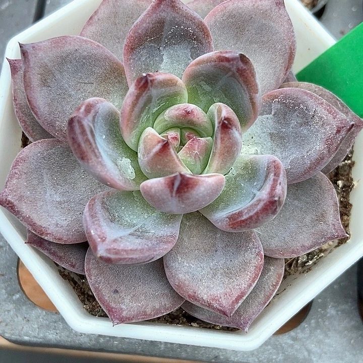 多肉植物夜魔侠807