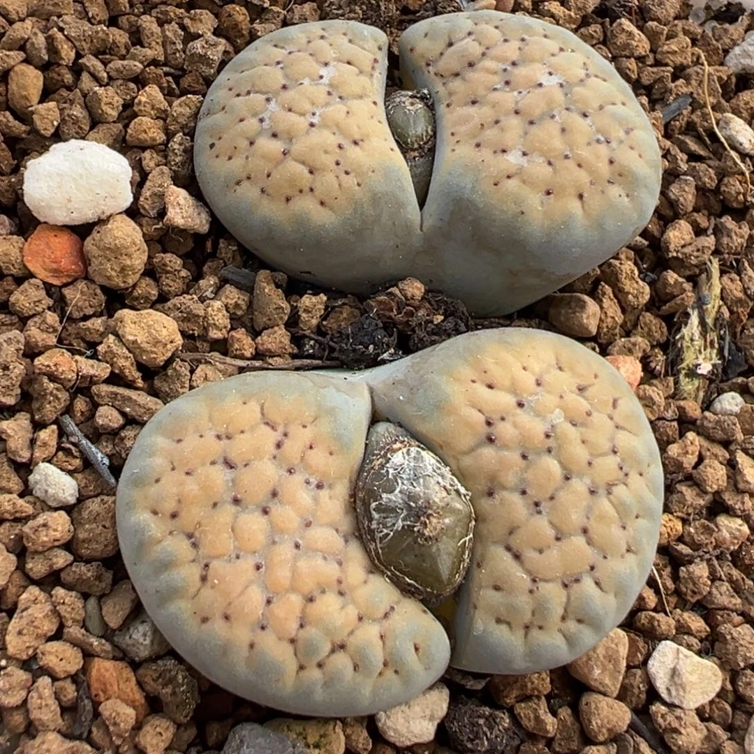 985多肉植物种类多样